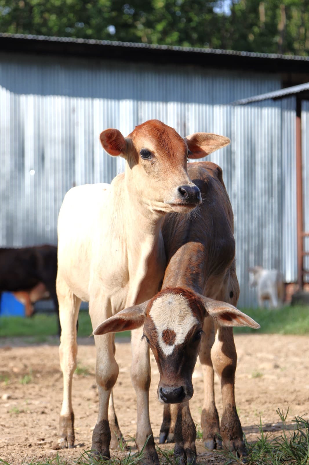 Gaushala — 500+ Street Cows