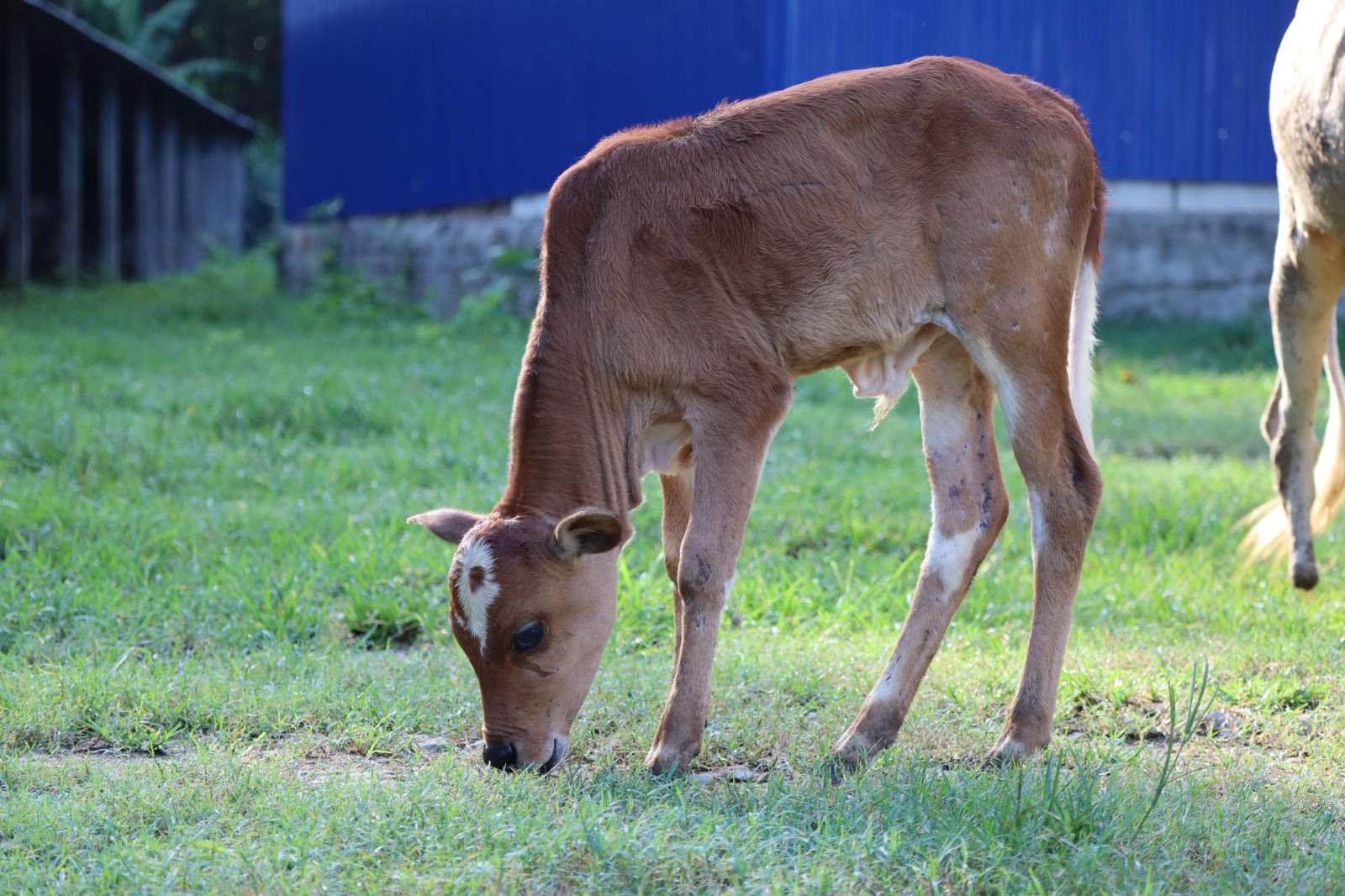A calf grazing at dusk