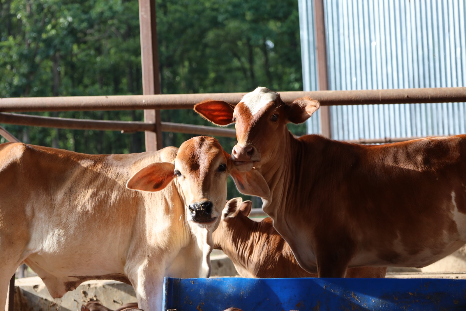 Calves at the feeding trough