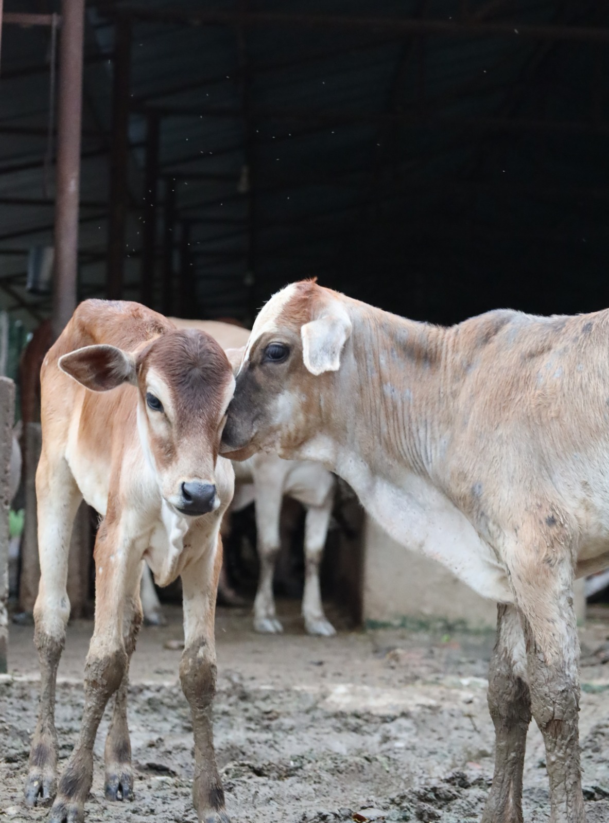 Calves in the gaushala yard at first light