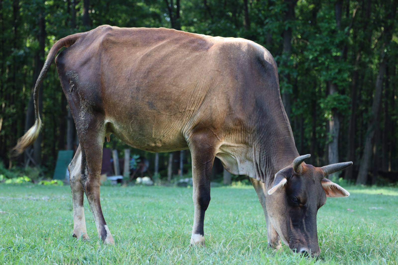 A cow grazing in the shelter pasture at first light