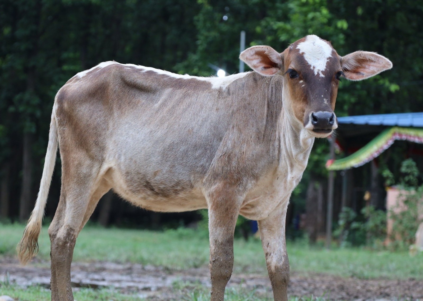 A cow resting in the shade of the shelter