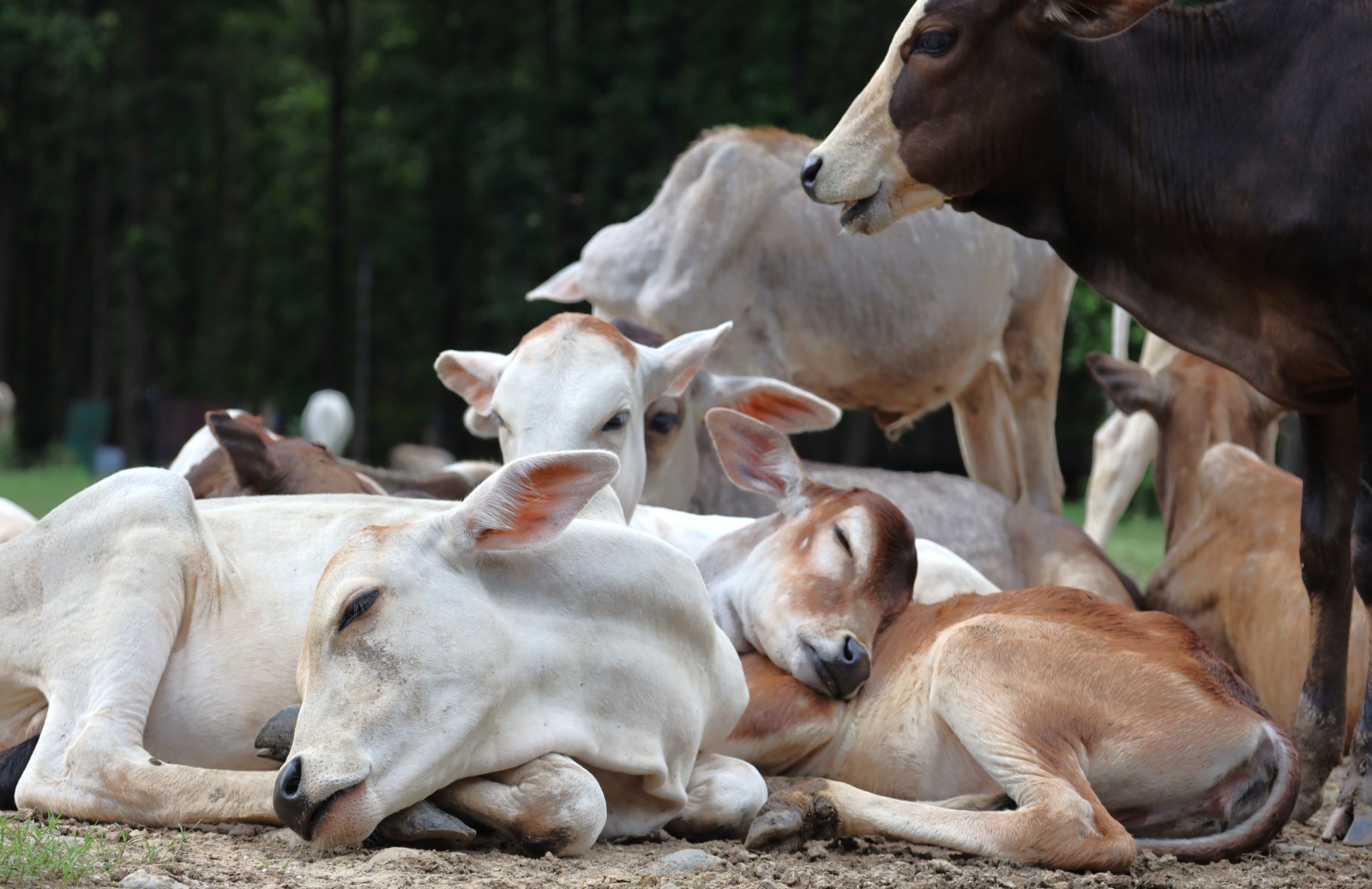 The herd resting together in the morning