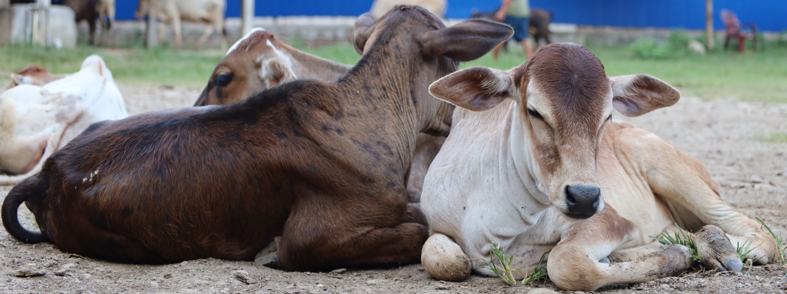 Calves resting at the gaushala