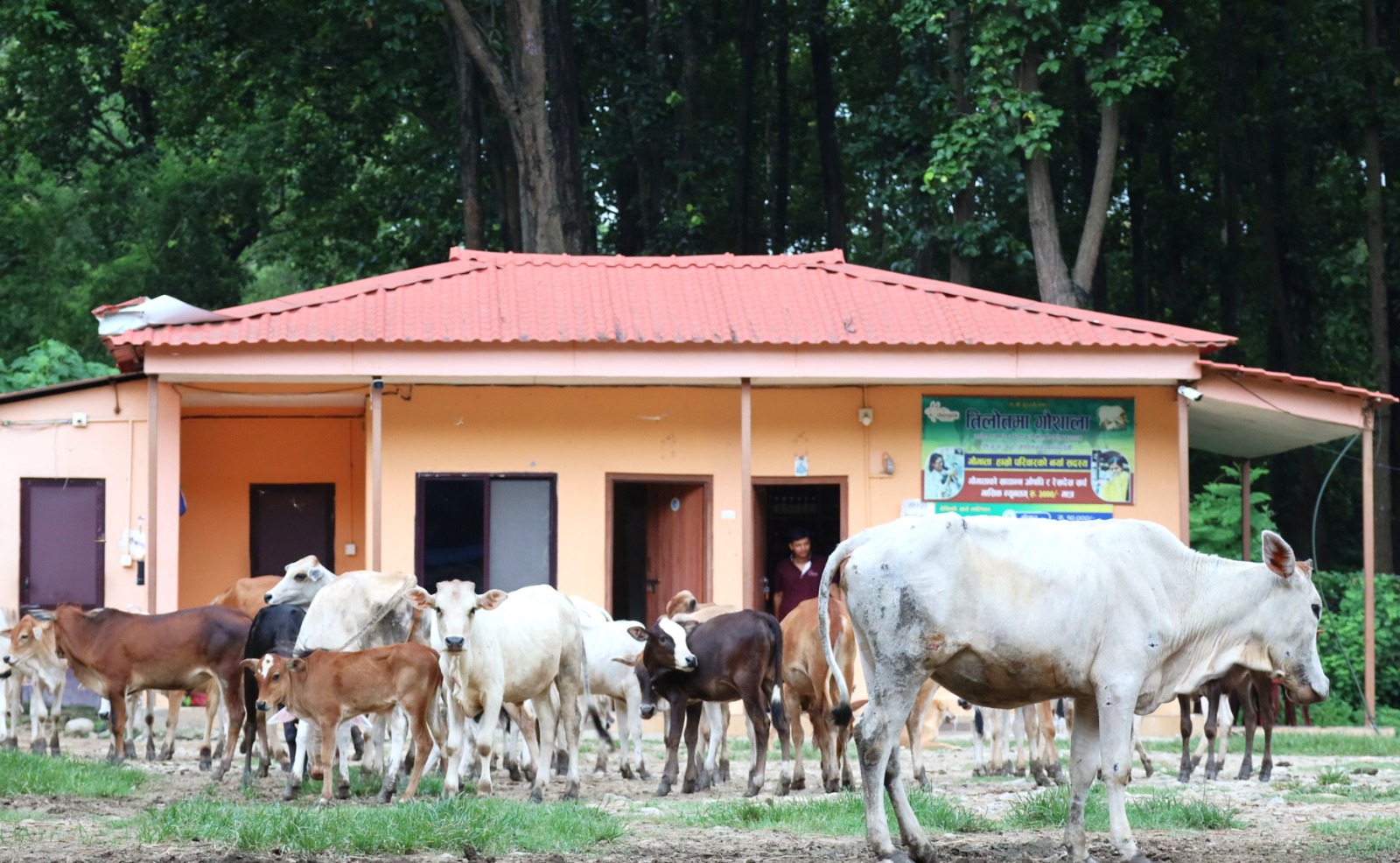 The gaushala at Tilottama, home to the herd