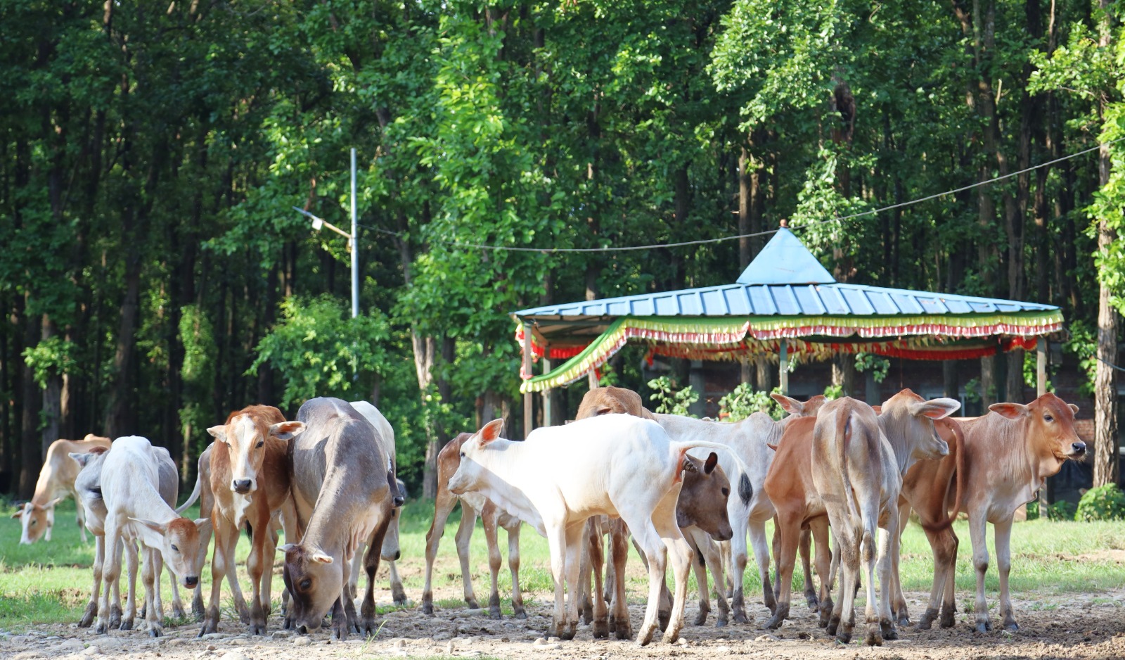 The herd grazing near the shrine pavilion