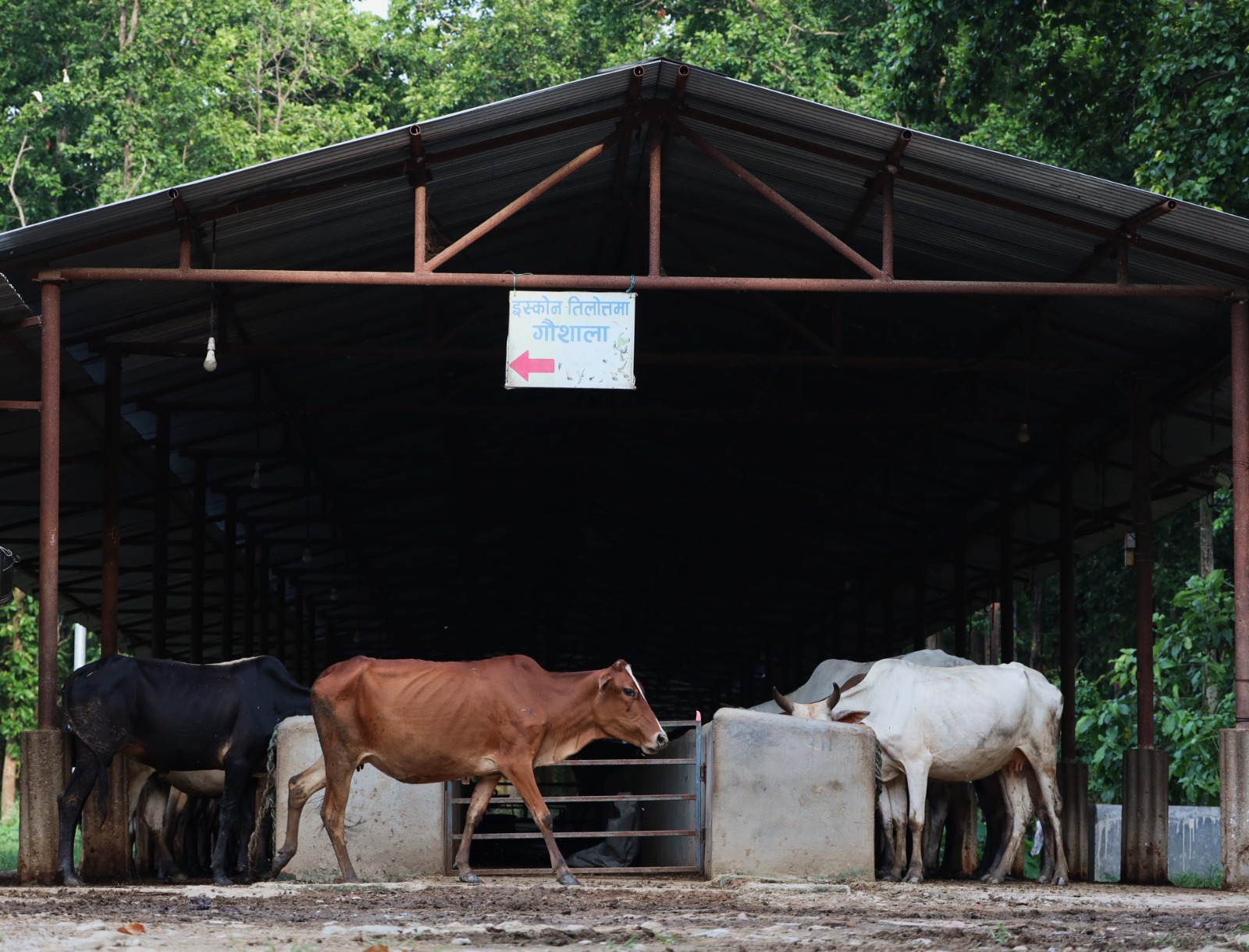 Cattle gathering at the gaushala shed